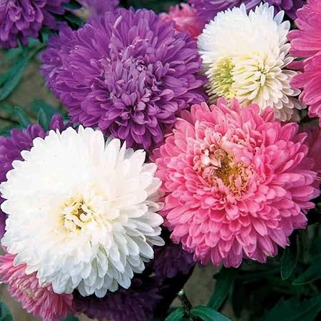 Planthub Aster Seed, Hybrid Double Mixed Flower Seed - Pack of 100 Seeds.