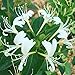 C-Pioneer 100PCS Japanese Honeysuckle Vine, Lonicera Japonica, Seeds (Fast, Fragrant)
