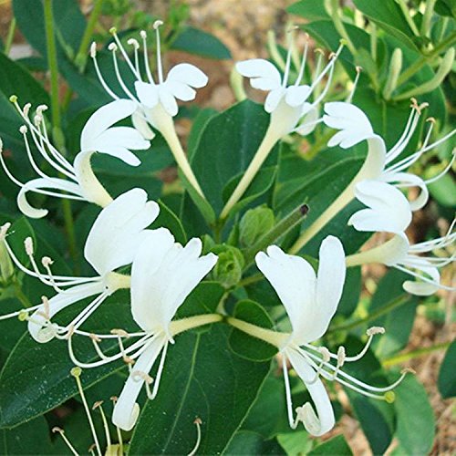 C-Pioneer 100PCS Japanese Honeysuckle Vine, Lonicera Japonica, Seeds (Fast, Fragrant) C-Pioneer 100PCS Japanese Honeysuckle Vine, Lonicera Japonica, Seeds (Fast, Fragrant)