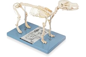 HADWYN Life Size Canine Skeleton Bone Model, Standard Size 19.3"x7.9"x13.8" Medical Anatomical Canine Dog Skeleton Model,Animals Anatomical Model Display Lab Teach Veterinary
