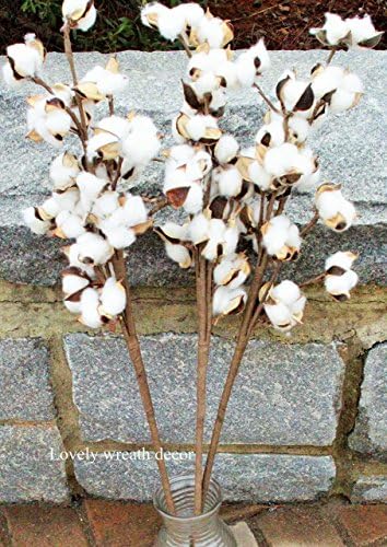 12 Cotton stems,Cotton sprays, Cotton branches ,Cotton boll stalks ,Cotton bolls , Cotton boll stem, Country Rustic bolls stems , Dried Cotton boll