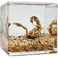 Introvibes Real Scorpion in Resin,Specimen in Resin, Gift for Curious Kids and Potential Biologists, Paperweight as Miniature Desert