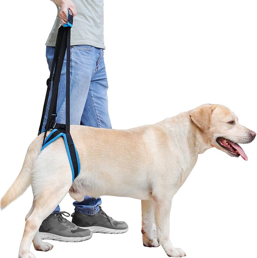 RantowAdjustable Pet Dogs Lift Support Harness Breathable Mesh Padded Sling Straps Canine Support Rehabilitation for Injuries Arthritis Weak hind Legs & Joints, Blue (M)
