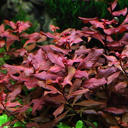 Ludwigia sp. Mini 'Super Red' Bunch Live Aquarium Plants Repens BUY2GET1FREE