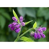 Bocking 14 Comfrey Root Cuttings to Grow - Many Uses, Pretty Flowers - Unrooted Cuttings, Grow Easily (3 Cuttings)