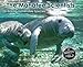 The Manatee Scientists: Saving Vulnerable Species (Scientists in the Field)