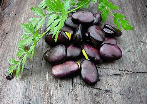 Scoutseed Frijoles Semillas De Frijol Semillas De Vegetales Negros