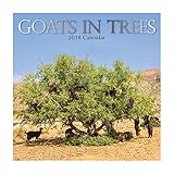 2018 Goats in Trees Calendar - 12 x 12 Wall Calendar - With 210 Calendar Stickers
