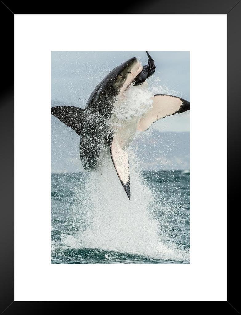 Poster Foundry Great White Shark Jumping Out of Water Action Photo Matted Framed Art Print Wall Decor 20x26 inch
