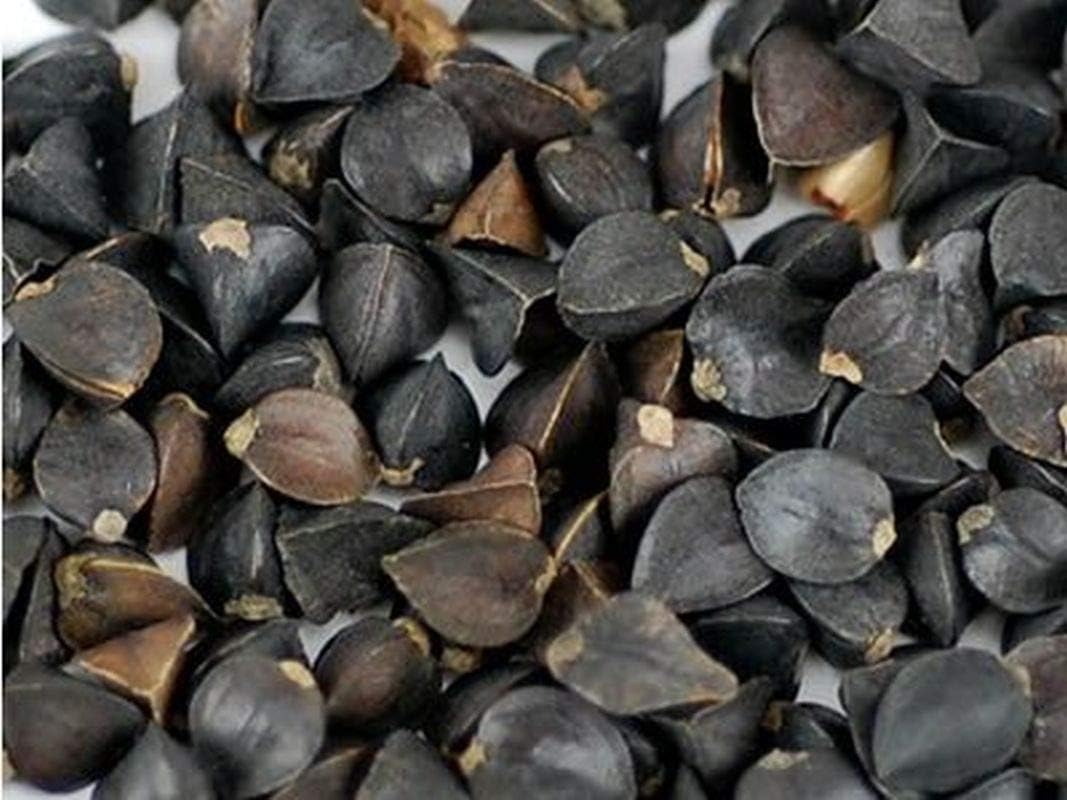 Organic Buckwheat Seeds - High in Protein and Fiber,- Powerhouse of Minerals!(200 - Seeds)