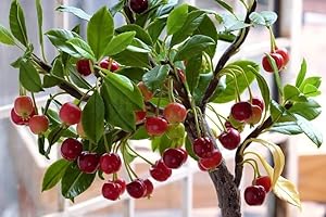 20 Bonsai Dwarf Cherry Tree Seeds Indoor Or Outdoor Fruit Tree