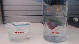 amazon.com : penn-plax aquaponic betta tank : pet supplies