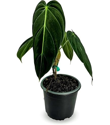 Amazon.com : LEAL PLANTS ECUADOR Philodendron SP Colombia| Heart-Shaped  Green House Plant for Indoor Decor | Live Tropical Plant for Home or Office  | Elephant Ear Plants : Patio, Lawn & Garden