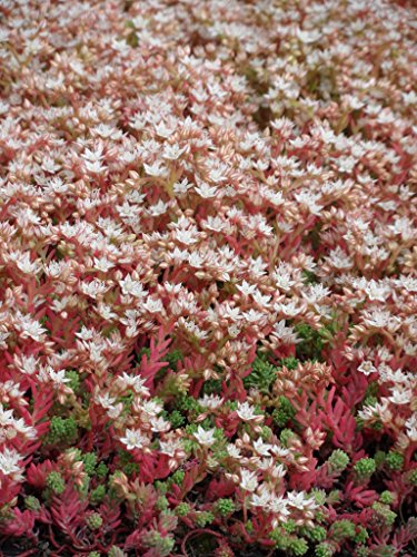 Sedum hispanicum, 100 Pflanzen im 5/4 cm Topf