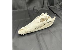 CLLOEAT Taxidermy Real Alligator Skull Animals Skulls, Real Bones Specimen, Taxidermy Supplies for Science Education, DIY Hom