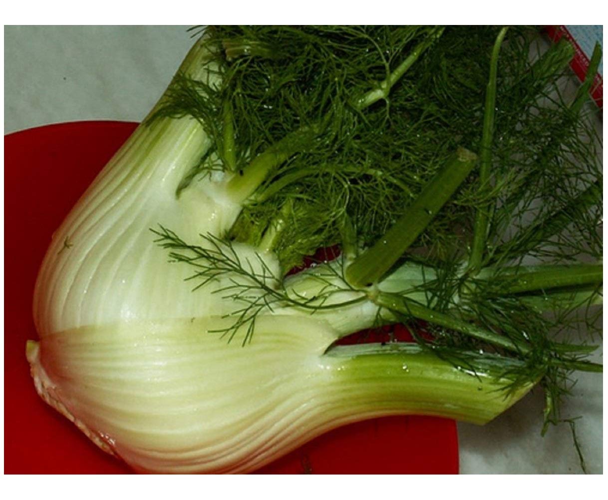 PREMIER SEEDS DIRECT - HERB- Fennel Florence - 4 Grams