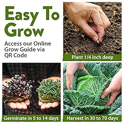 7 Cabbage Seeds for Planting - 2000+ Heirloom
