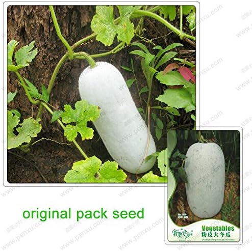 12 Graines Pack Graines De Courge A La Cire La Gelee Feuille