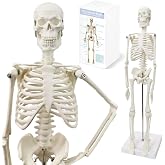 HADWYN Full Body 17.7" High Human Body Skeleton Model for Anatomy | with Movable Arms and Legs Bones Structures,Whole Spine and Ribs of The Skeleton Model are Integrated