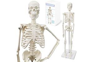 HADWYN Full Body 17.7“ High Human Body Skeleton Model for Anatomy,Human Skeleton Model, with Movable Arms and Legs Bones Structures,Whole Spine and Ribs of The Skeleton Model are Integrated