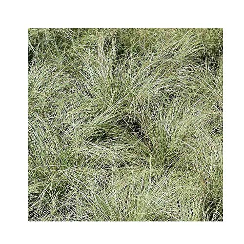 Carex 'Amazon Mist' 15cm Pot Size