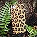 Case for iPhone 6 Plus (Case by BoxWave) - Fierce Case, Fashionable Animal Print Protective Shell Case for iPhone 6 Plus, Apple iPhone 6 Plus, 6s Plus - Leopard