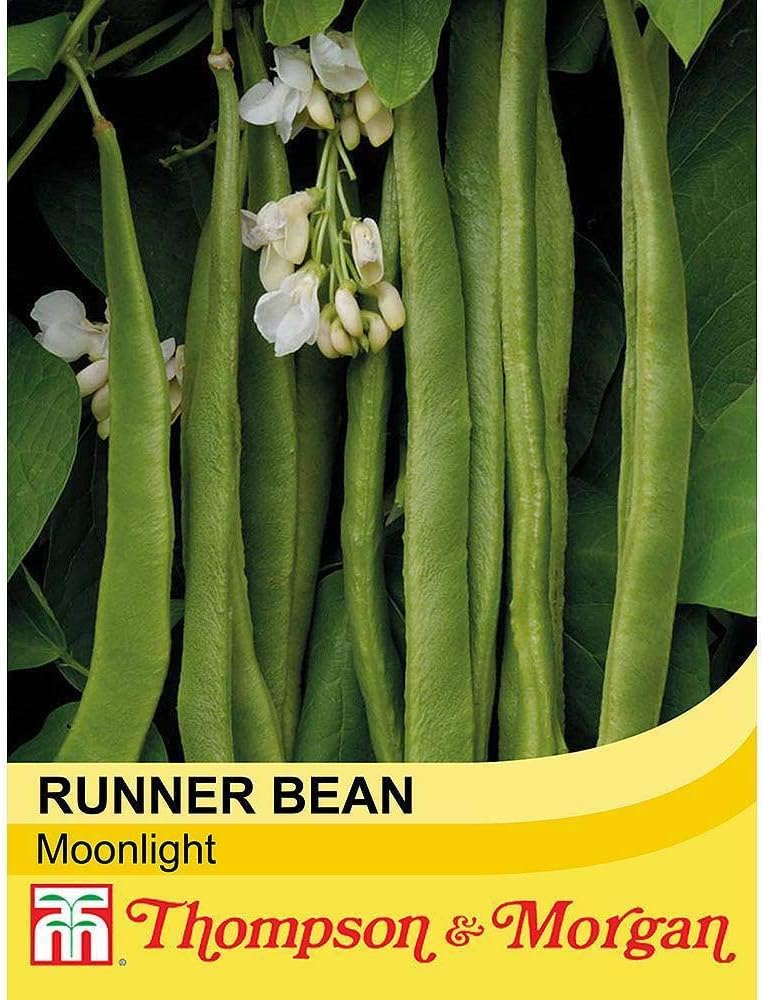 Runner Bean Seeds 'Moonlight' Half-Hardy Annual Vegetable Garden Plants Easy to Grow Your Own Weather Resistant and High Yielding 1 Packet 40 Seeds by Thompson and Morgan - Image 3