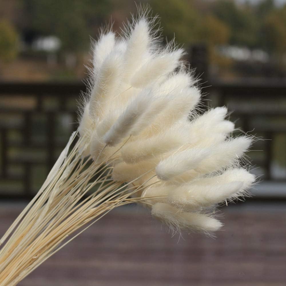 TRvancat Natural Dried Lagurus ovatus 50pcs, Flower Arrangements Wedding Home Decor (White)