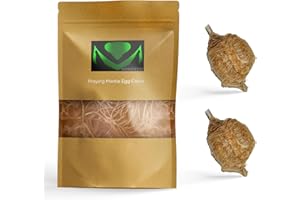 USMANTIS Praying Mantis Ootheca Egg Case with Hatching Habitat Bag (2 Egg Case) - Stem Education Comes with a Transparent Window Bag, Egg Case Produces Approximately up to 400 Baby Nymphs (T Sinensis)