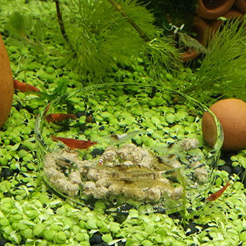 4 Senzeal+Aquarium+Shrimp+Feeding+Reptiles