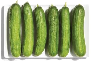 Organic Mini Cucumbers