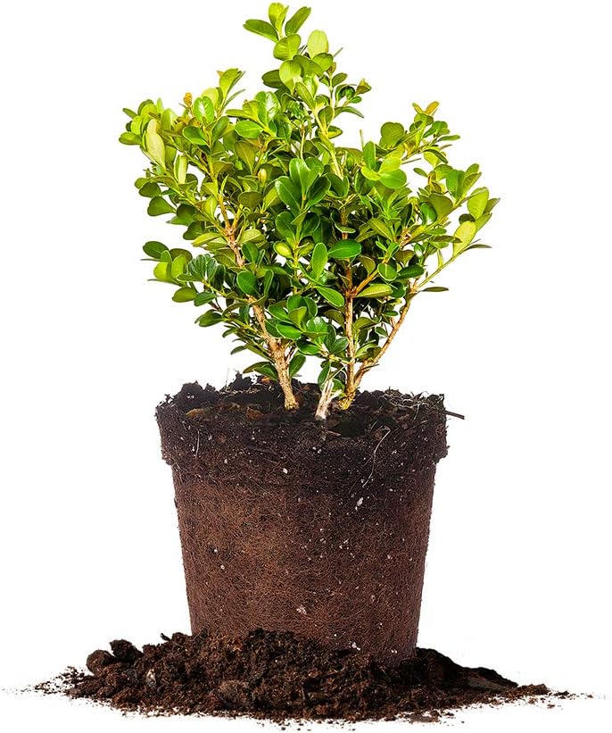 Perfect Plants Japanese Boxwood Live Plant, 1 Gallon