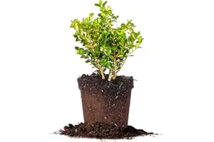 PERFECT PLANTS Japanese Boxwood 1 Gallon