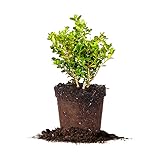 Japanese Boxwood 1 Gallon