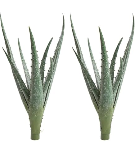 aloe vera plant buy near me Aloe vera (A. barbadensis) Medicinal Aloe main image 1