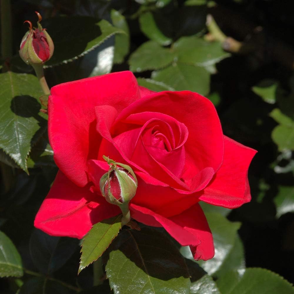 Climbing Rose 'Red Flame' in a 4L Pot