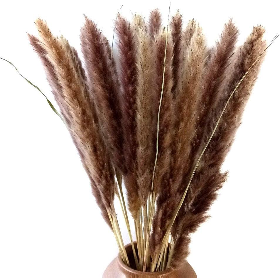 MLSG 30 Stems Natural Dry Flowers Small Pampas Grass, Phragmites Communis, Dried Flowers Bouquet for Wedding Floral Arrangements Home Decorations (Brown)