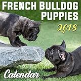 Karma Approved French Bulldog Puppies - 2018 Wall Calendar