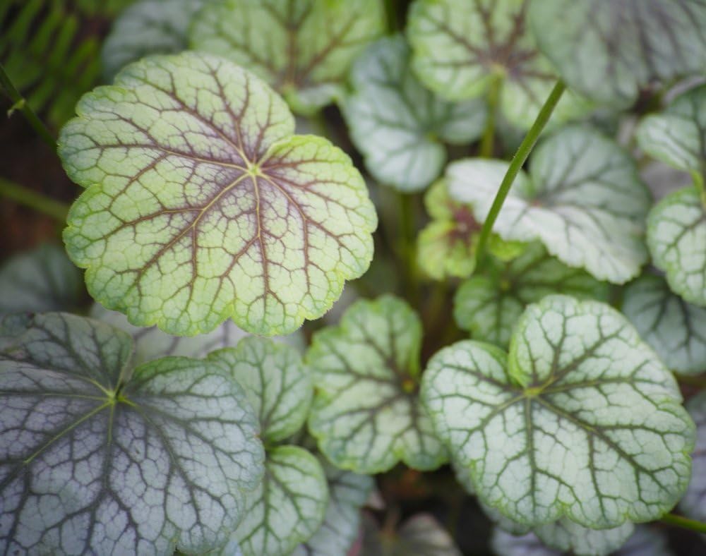 Semillas de Coral Bells - Heuchera sanguinea: Amazon.es: Jardín