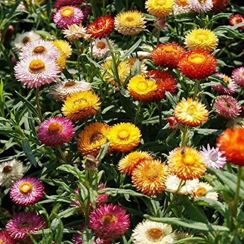 Strawflower (Dwarf) Seeds Tom Thumb Mix Packet, Papery/Mixed Color Flowers