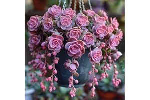 Mixed Succulent Seeds Collection, 50 Seeds, Indoor and Outdoor Growing, Non-GMO Traditional Varieties