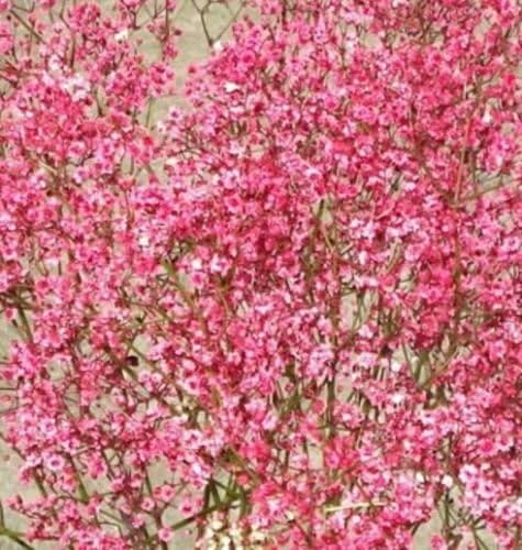 Crimson Baby's Breath 250 Seeds Stunning Small Crimson Colored Flowers