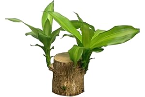 Treayes Brazilian Wood Plant Brazilian Lucky Wood Plant Good Luck Offices