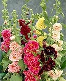 0.5g (Approx. 50) Hollyhock 