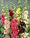 0.5g (Approx. 50) Hollyhock "Summer Carnival Mix" Seeds Bot.: "Althea Rosea" Double Blooms, Mixed Color, Old Fashioned Flower 'Fresh Seeds - Best Before 12.2017!'