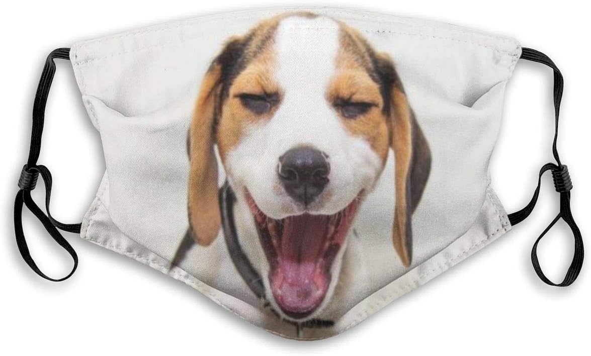 pedigree beagle puppies