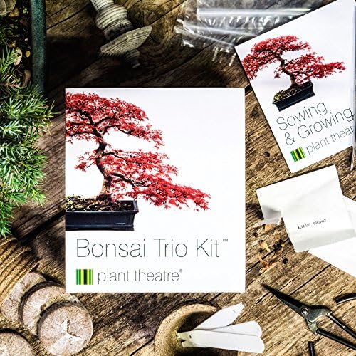 Kit Bonsaï à Faire Pousser Plant Theatre Bonsai Trio Kit Ensemble de 3 bonsaïs à Faire Pousser