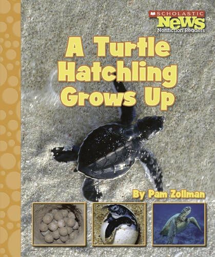 A Turtle Hatchling Grows Up (Scholastic News Nonfiction Readers)