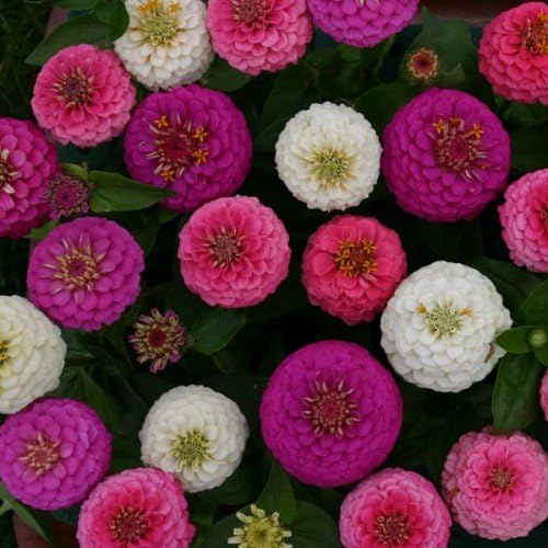 75+ Zinnia Elegan Edwardian Seeds - DH Seeds - Beautiful Large Blooms - UPC0687299670697