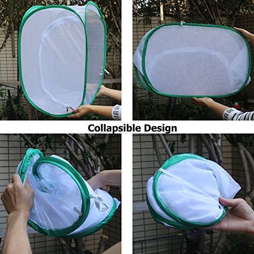 6 Trasfit+Insect+Butterfly+Habitat+Terrarium